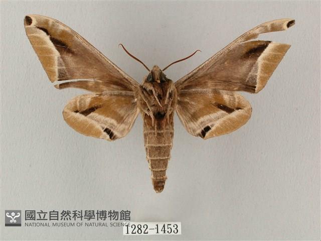 白點天蛾 藏品圖，第2張