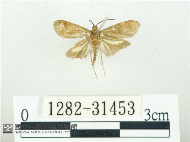 叉紋閃舞蛾藏品圖，第2張