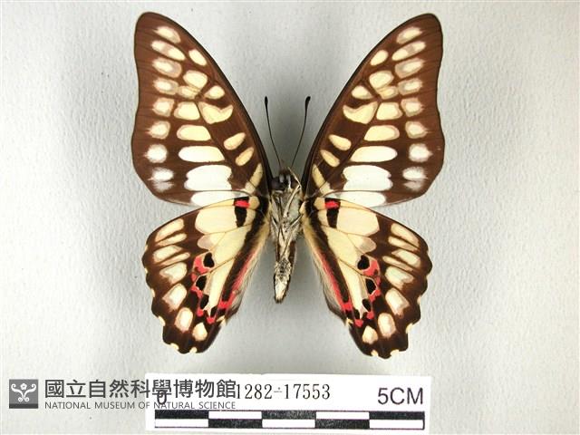 木蘭青鳳蝶藏品圖，第2張