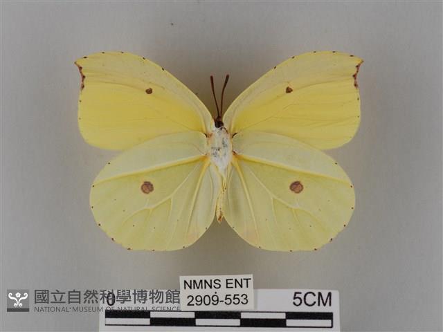 圓翅鉤粉蝶藏品圖，第2張