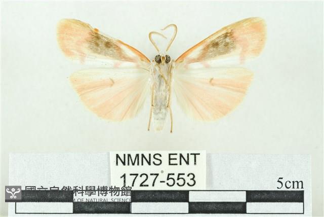 臺雪苔蛾藏品圖，第2張