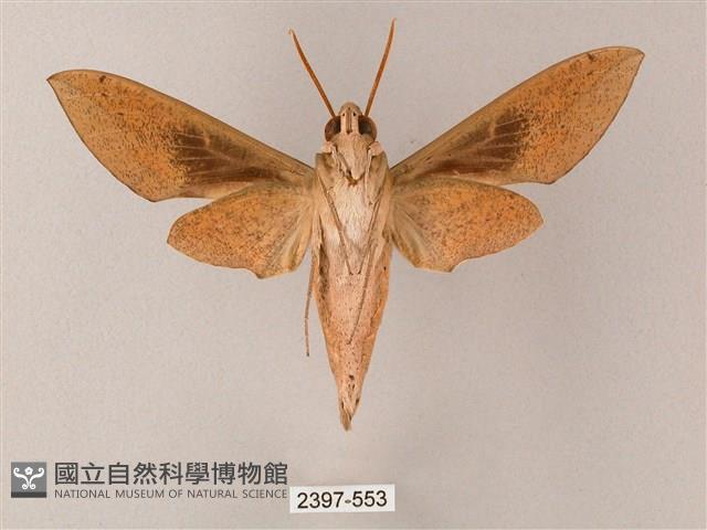 藏斜紋天蛾藏品圖，第2張