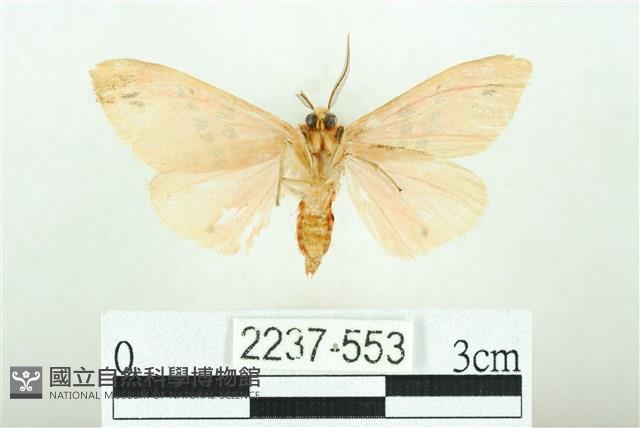 三條橙燈蛾藏品圖，第2張