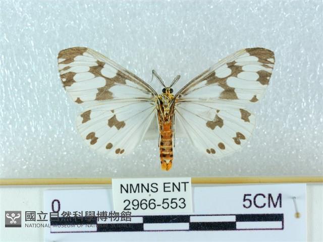 粉蝶燈蛾藏品圖，第2張