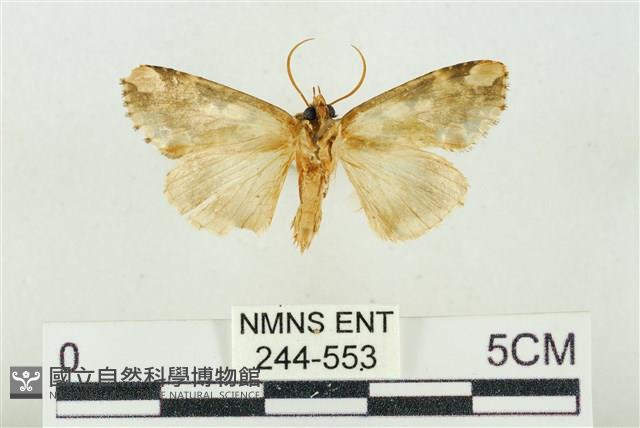 連珠波紋蛾藏品圖，第2張