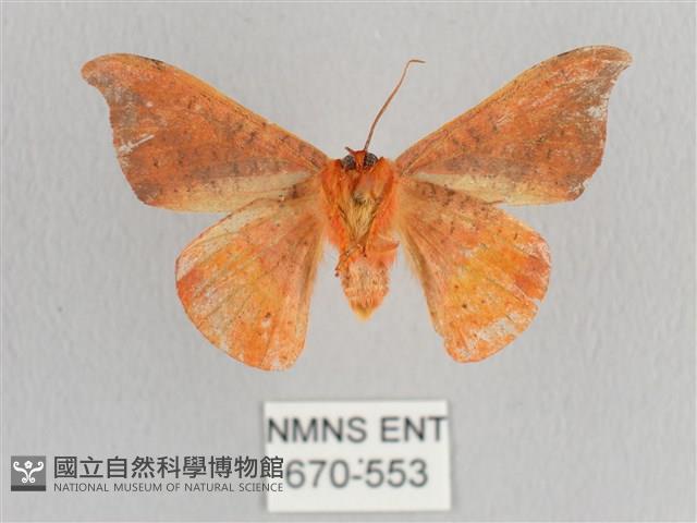 銀端帶鉤蛾藏品圖，第2張