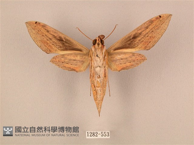棕綠背線天蛾藏品圖，第2張