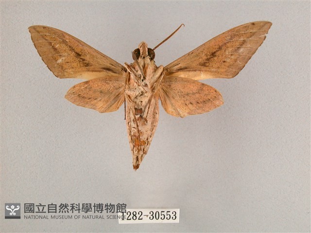 背帶斜紋天蛾藏品圖，第2張