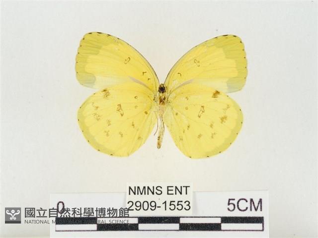 島嶼黃蝶、江崎黃蝶藏品圖，第2張