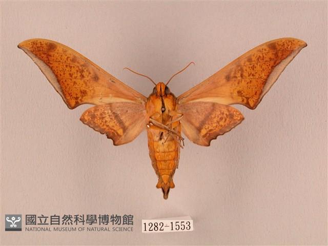 裂斑鷹翅天蛾藏品圖，第2張