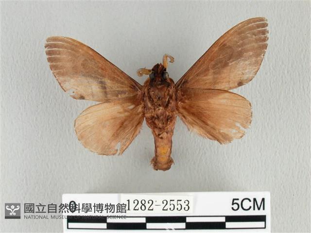 大褐斑枯葉蛾藏品圖，第2張