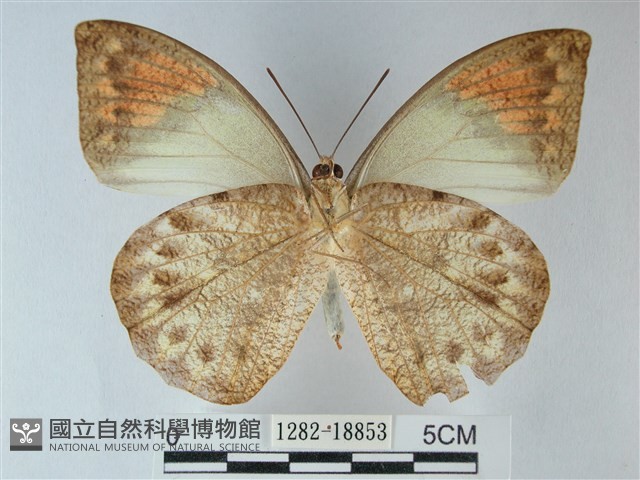 橙端粉蝶、端紅蝶藏品圖，第2張