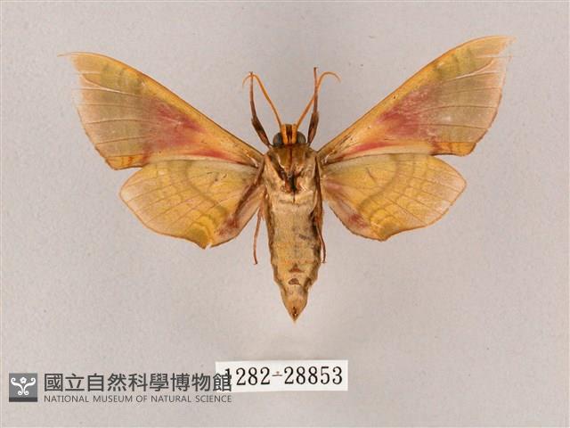 榆綠天蛾藏品圖，第2張