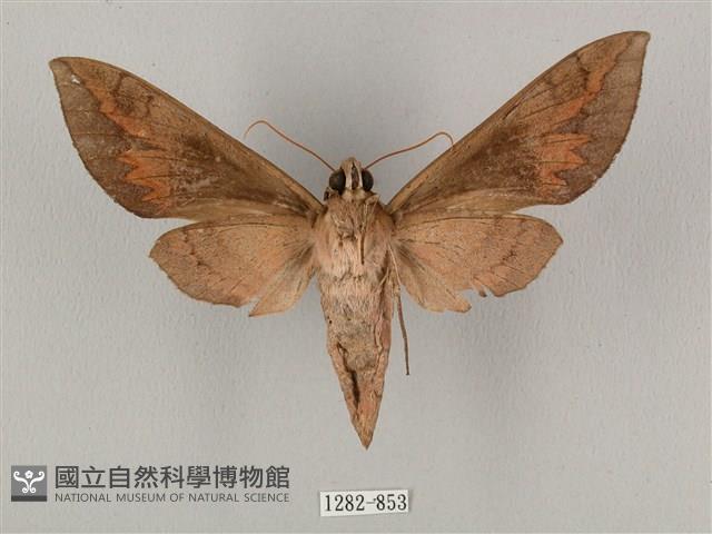 鋸線天蛾藏品圖，第2張