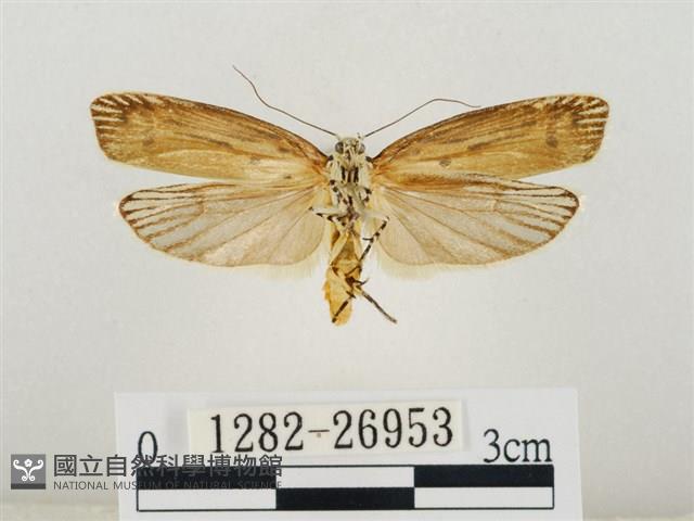 線紋篩蛾藏品圖，第2張