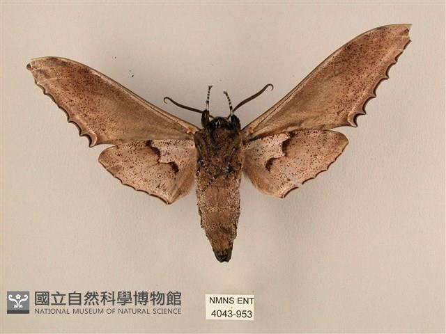 臺灣鋸翅天蛾藏品圖，第2張