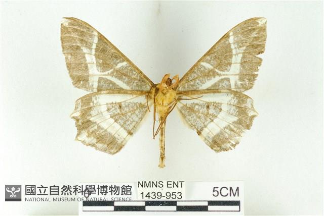 樹形尺蛾藏品圖，第2張