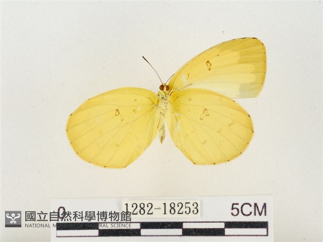 島嶼黃蝶、江崎黃蝶藏品圖，第2張