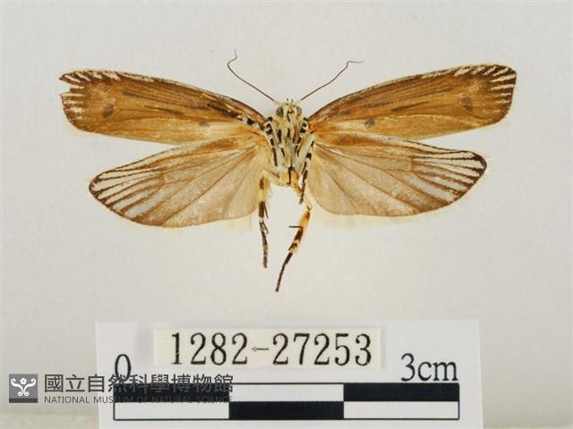 線紋篩蛾藏品圖，第2張
