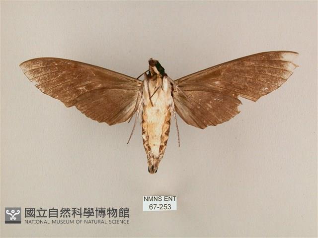 粗斜紋天蛾藏品圖，第2張