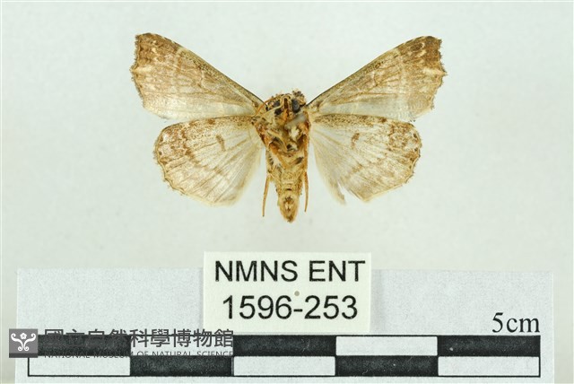 粉紅帶散紋夜蛾藏品圖，第2張