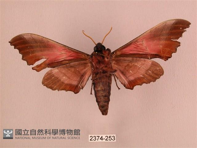 桃紅六點天蛾藏品圖，第2張