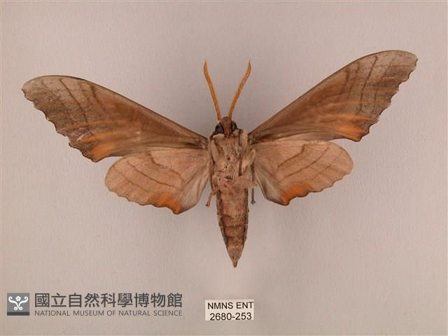 栗六點天蛾藏品圖，第2張