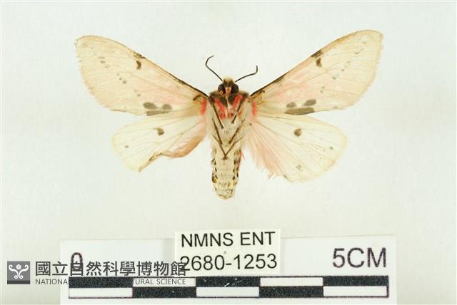 棍棒污燈蛾藏品圖，第2張