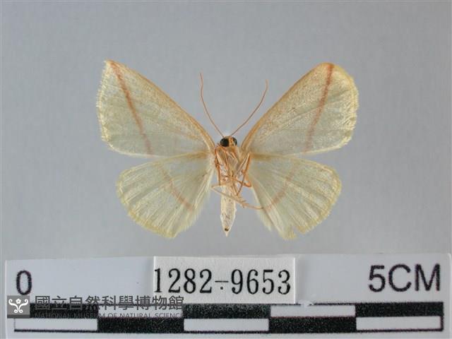澄線尺蛾藏品圖，第2張
