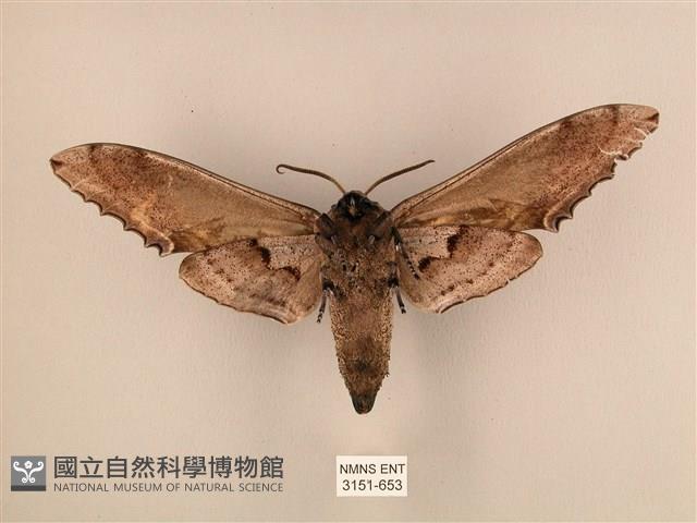 臺灣鋸翅天蛾藏品圖，第2張