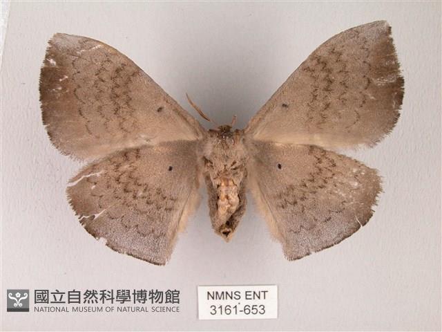 蓬萊灰紋帶蛾藏品圖，第2張