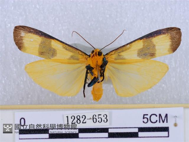 閃光苔蛾藏品圖，第2張