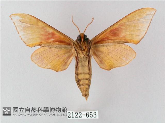 榆綠天蛾藏品圖，第2張