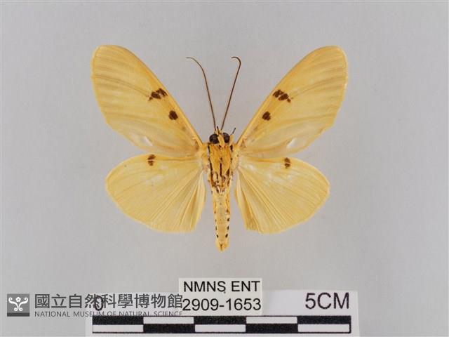 橙擬燈蛾藏品圖，第2張