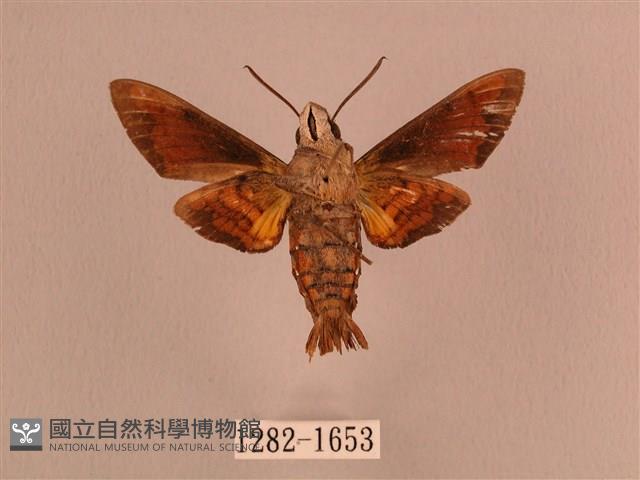 灰紋長喙天蛾藏品圖，第2張