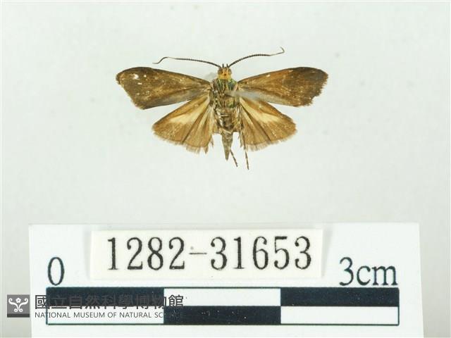 叉紋閃舞蛾藏品圖，第2張