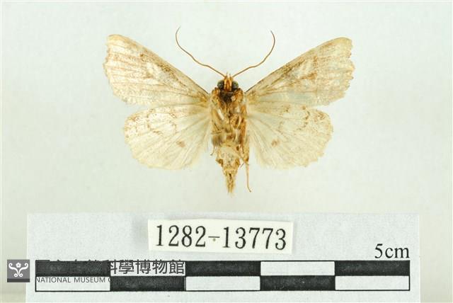 紅暈散紋夜蛾藏品圖，第2張