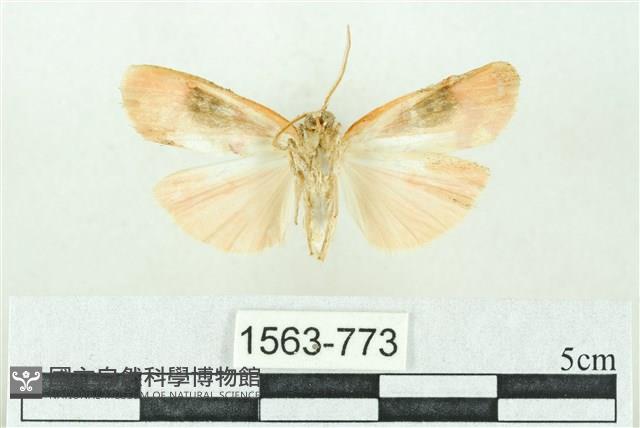 臺雪苔蛾藏品圖，第2張