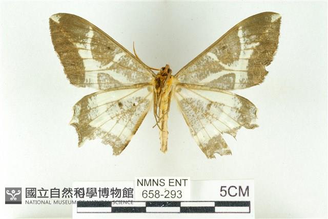 樹形尺蛾藏品圖，第2張