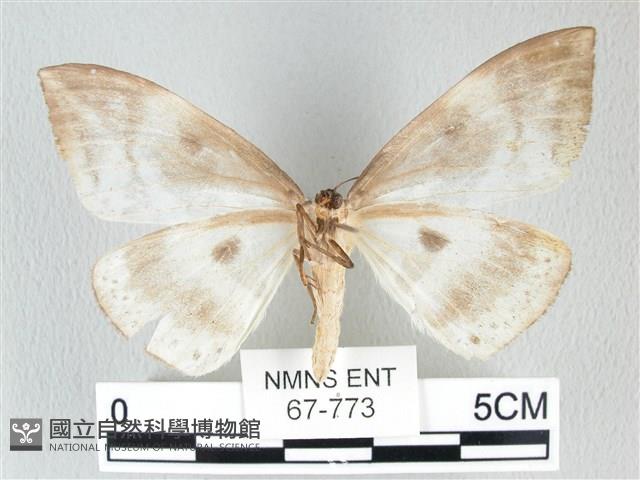 圓翅大鉤蛾藏品圖，第2張