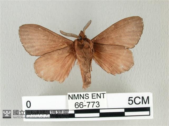 馬尾松枯葉蛾藏品圖，第2張