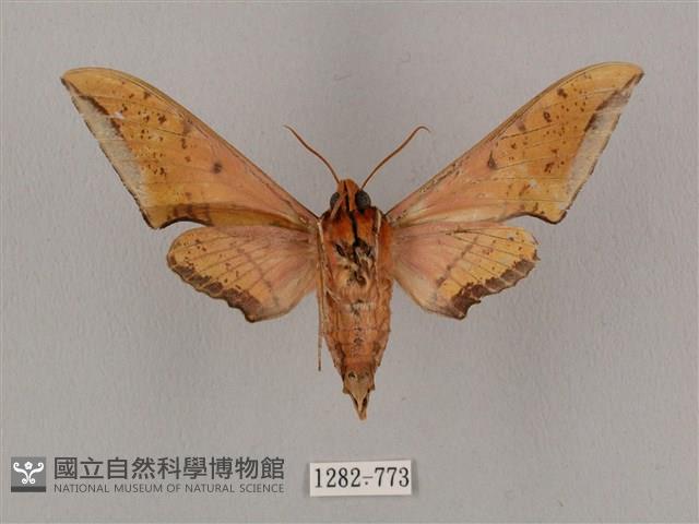 廣東鷹翅天蛾藏品圖，第2張