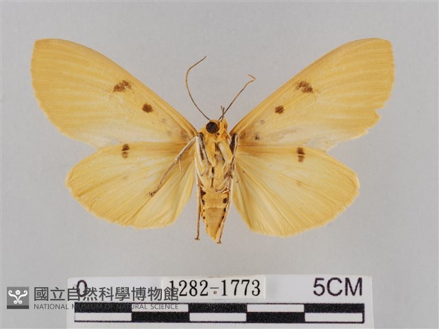 橙擬燈蛾藏品圖，第2張