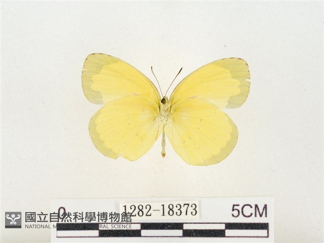 島嶼黃蝶、江崎黃蝶藏品圖，第2張