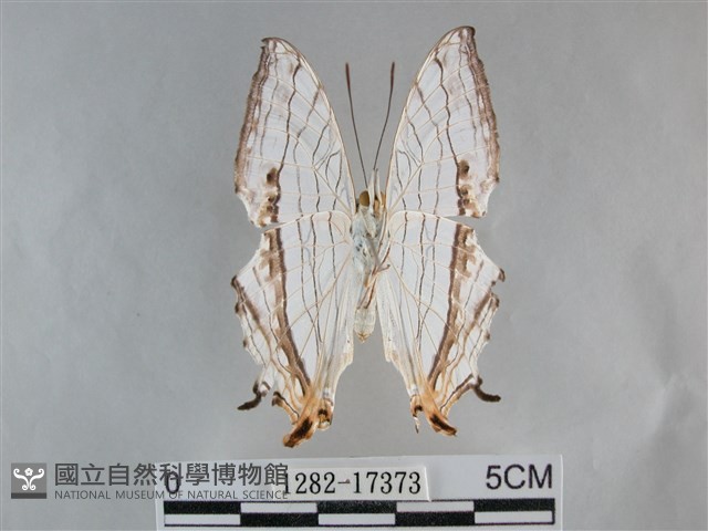 網絲蛺蝶、石牆蝶藏品圖，第2張