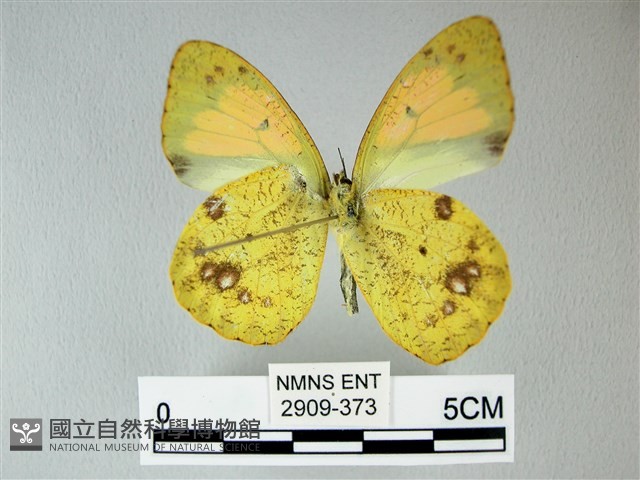 異粉蝶、雌白黃蝶藏品圖，第2張
