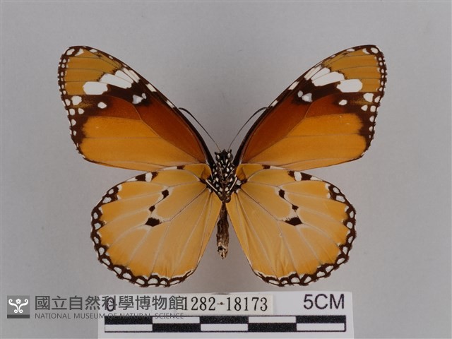 樺斑蝶藏品圖，第2張