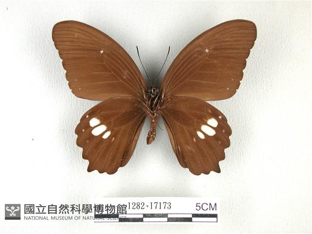 無尾白紋鳳蝶藏品圖，第2張