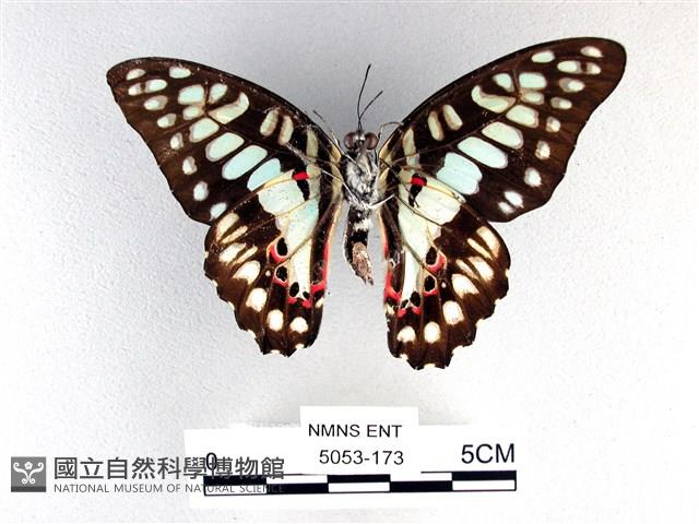 木蘭青鳳蝶藏品圖，第2張