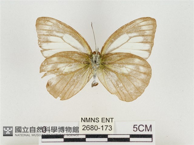 淡褐脈粉蝶藏品圖，第2張